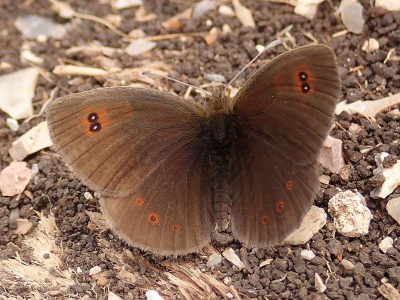 Erebia ottomana